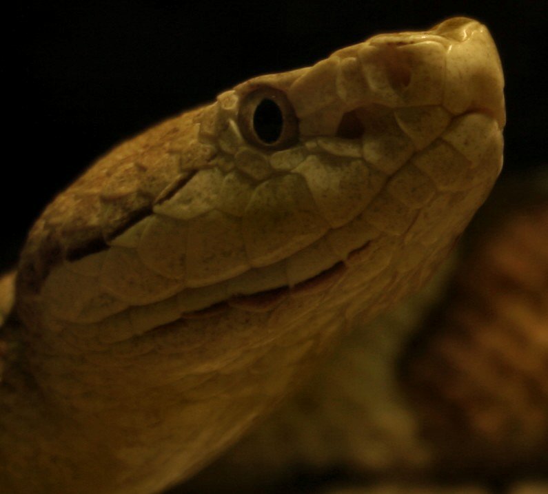zoo shot - copperhead -david womack.jpg [55 Kb]